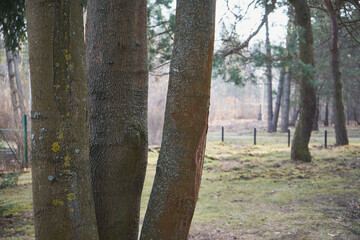 park,drzewa © Marcin Łazarczyk
