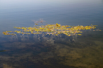 some lily pads floating on the clear water of a lake