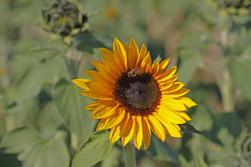 A sunflower with a bee in the sunlight casts its shadow