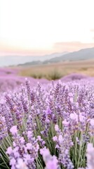 Obraz premium Lavender fields in full bloom at sunset, showcasing vibrant purple flowers against a tranquil landscape in late spring