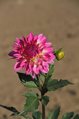 Dahlias or georgines in full bloom in the sunshine