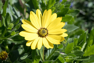 Beautiful blue-eyed daisy flower.