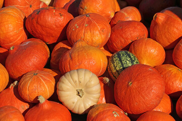 bright pumpkin fruit in the field in autumn in the sunlight