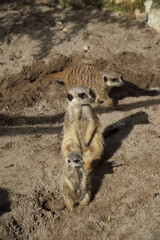 Meerkat in the midday sun with young animal sitting on a stone