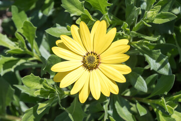 Beautiful blue-eyed daisy flower.