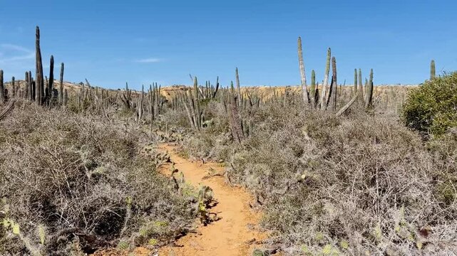 Cactuses in a dry, arid landscape under a bright blue sky on the island of Cubagua, Venezuela.