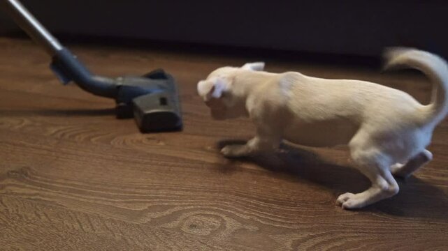 Small white chihuahua puppy barking and playing with vacuum cleaner