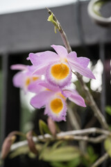 Beautiful Loddiges' Dendrobium (Dendrobium loddigesii) flowers.