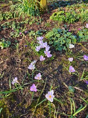 Crocus on a meadow in spring. Group of crocus flower. Purple petals, Garden crocuses bloom in spring in the botanical garden.