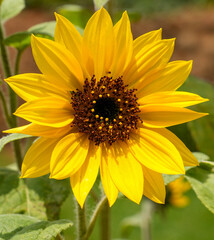 Sunflower closeup