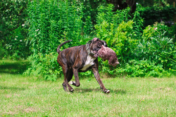 Beautiful brindle boxer dog is playing outside with a big toy on the green grass