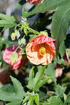 Beautiful Chinese lantern flower.