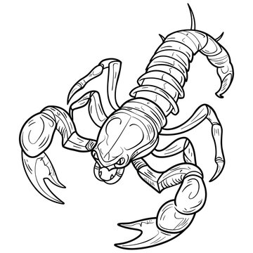 recommend clip art: Detailed Scorpion Line Art Illustration