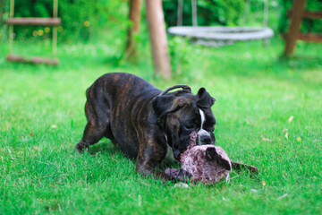 Beautiful brindle boxer dog is playing outside with a big toy on the green grass