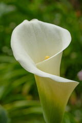 Arum Lily closeup