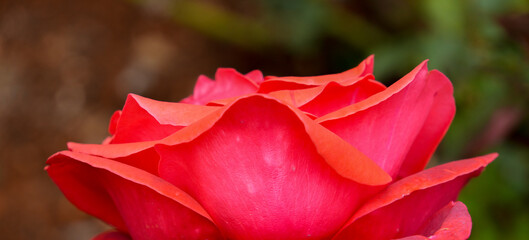 Rose buds closeup macro