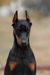 adult dog doberman pinscher portrait 