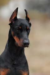 adult dog doberman pinscher portrait 