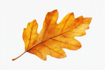 Vibrant autumn oak leaf resting on a plain background showcasing its rich texture and color variation