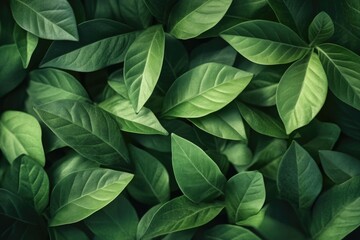 Green Foliage Close-up