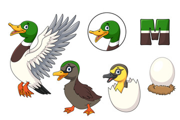 Mallard duck cartoon evolving from egg to adult