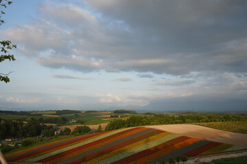 Fototapeta premium colorful and beautiful lined up flower fields and vastness of the natural landscape in summer in Hokkaido, Japan