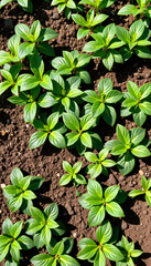 Lush green bean plants sprouting in sunlit garden bed, growth potential
