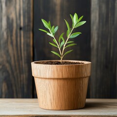 Obraz premium Young plant growing in a wooden pot indoors.