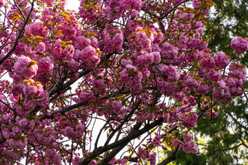 Branches Prunus 'Kanzan' (Prunus serrulata) ) with pink flowers against blue sky. Japanese cherry blossoms. Krasnodar city park or Galitsky park in spring of 2024. Selective focus. Nature design