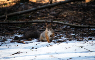 A squirrel in the forest descends to the ground in search of food.