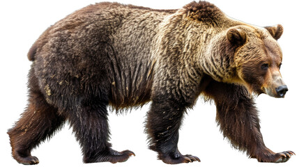 Fototapeta premium Majestic Grizzly Bear: A large, powerful grizzly bear confidently strides forward, showcasing its impressive size, thick fur, and iconic features, capturing the essence of wilderness