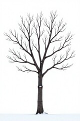 Bare tree branch against a white background with a few remaining leaves, landscape, branch, snowy