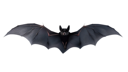 Nocturnal Navigator: An enchanting glimpse into the mysterious world of a bat, captured mid-flight with its majestic wings spread wide. A symbol of night, adventure, and intrigue.