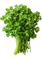 Fototapeta premium bunch of parsley