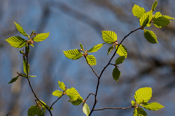green leaves on a branch. spring in the forest. green leaves against the blue sky. spring day