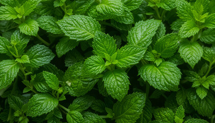 Crisp, fresh mint leaves with detailed texture, isolated for culinary, aromatherapy, and natural remedy concepts. Ideal for digital design and packaging.