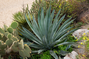 Desert succulent garden with agave and cactus plants in natural setting