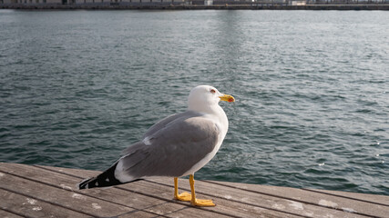 Seagull standing on wooden dock by the ocean on sunny day