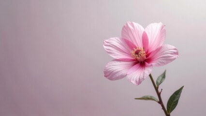 Fototapeta premium Delicate Pink Flower Blossom on a Pale Background, a Symbol of Purity and Grace