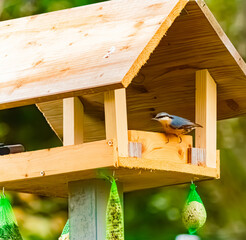 Sitta europaea, Eurasian nuthatch, on a sunny summer day