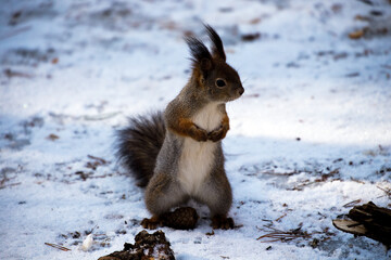 A squirrel in the forest descends to the ground in search of food.
