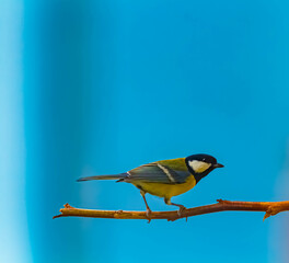 Parus major, great tit, on a sunny summer day