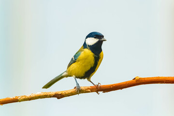 Parus major, great tit, on a sunny summer day