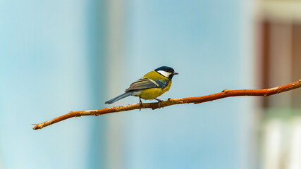 Parus major, great tit, on a sunny summer day