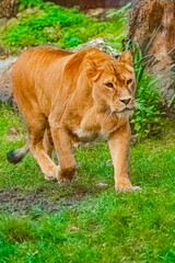 Panthera leo, lioness, on a sunny summer day
