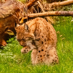 Lynx on a sunny summer day