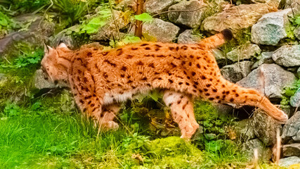 Fototapeta premium Lynx on a sunny summer day