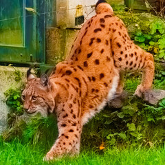 Lynx on a sunny summer day