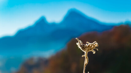Leontopodium alpinum, Edelweiss, with Mount Watzmann in the background, at Berchtesgaden, Bavaria, Germany