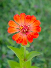 Orange Common zinnia flower in the garden 